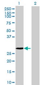 COPS7A Antibody in Western Blot (WB)