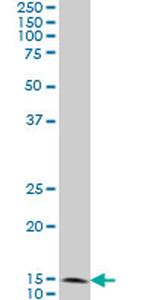 FIS1 Antibody in Western Blot (WB)