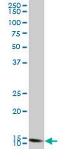 FIS1 Antibody in Western Blot (WB)