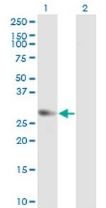 GMNN Antibody in Western Blot (WB)