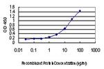 SPG3A Antibody in ELISA (ELISA)