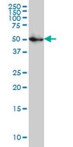 SPG3A Antibody in Western Blot (WB)