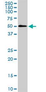 SH3GLB1 Antibody in Western Blot (WB)