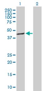 TFB1M Antibody in Western Blot (WB)