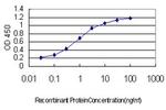 RNF12 Antibody in ELISA (ELISA)