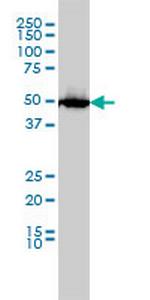 SLC45A2 Antibody in Western Blot (WB)