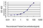 SLC45A2 Antibody in ELISA (ELISA)