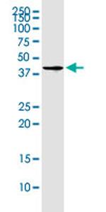 CD320 Antibody in Western Blot (WB)