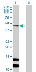 ARMCX1 Antibody in Western Blot (WB)