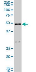 SCARA3 Antibody in Western Blot (WB)