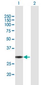 VGLL1 Antibody in Western Blot (WB)