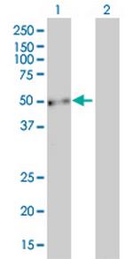 EVL Antibody in Western Blot (WB)