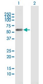 C9orf156 Antibody in Western Blot (WB)