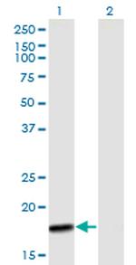 MTP18 Antibody in Western Blot (WB)