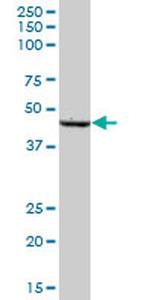 SCLY Antibody in Western Blot (WB)