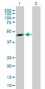 TTRAP Antibody in Western Blot (WB)