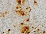 GHRL Antibody in Immunohistochemistry (Paraffin) (IHC (P))