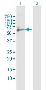 CD244 Antibody in Western Blot (WB)