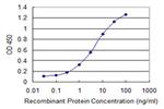 RAB8B Antibody in ELISA (ELISA)