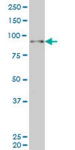 SIX4 Antibody in Western Blot (WB)