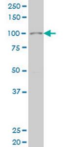 SIX4 Antibody in Western Blot (WB)