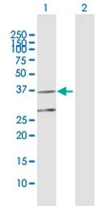 COQ3 Antibody in Western Blot (WB)