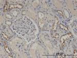 CALML5 Antibody in Immunohistochemistry (Paraffin) (IHC (P))