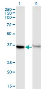 GPR84 Antibody in Western Blot (WB)