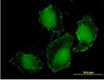 TLR9 Antibody in Immunocytochemistry (ICC/IF)