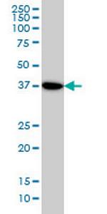 NANS Antibody in Western Blot (WB)