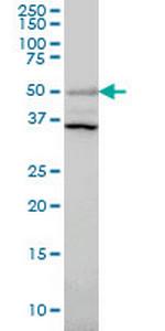 ERRFI1 Antibody in Western Blot (WB)