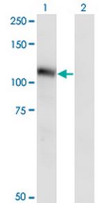 NLGN3 Antibody in Western Blot (WB)