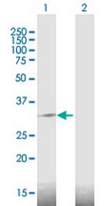 DDIT4 Antibody in Western Blot (WB)