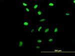 RRN3 Antibody in Immunocytochemistry (ICC/IF)