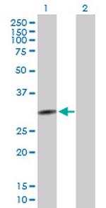 QPCTL Antibody in Western Blot (WB)