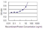 PCLKC Antibody in ELISA (ELISA)