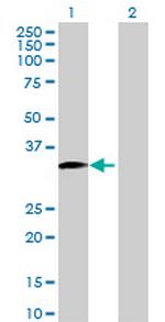 LIME1 Antibody in Western Blot (WB)