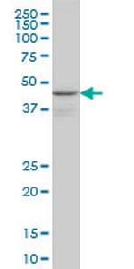 WIPI1 Antibody in Western Blot (WB)