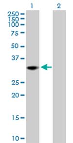 THAP1 Antibody in Western Blot (WB)