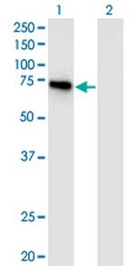 APPL2 Antibody in Western Blot (WB)