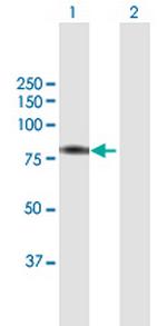 BBS7 Antibody in Western Blot (WB)