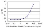 FLJ10986 Antibody in ELISA (ELISA)