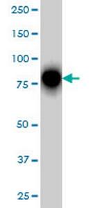 RHOT1 Antibody in Western Blot (WB)