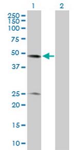 BXDC2 Antibody in Western Blot (WB)