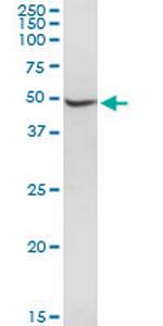 BXDC2 Antibody in Western Blot (WB)