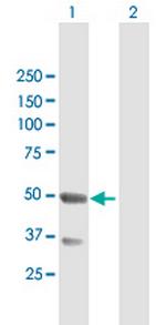 TNFRSF19 Antibody in Western Blot (WB)