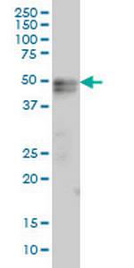 TNFRSF19 Antibody in Western Blot (WB)