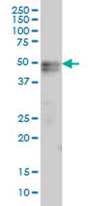 TNFRSF19 Antibody in Western Blot (WB)