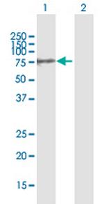 GALNT10 Antibody in Western Blot (WB)