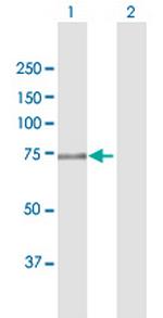 FERMT1 Antibody in Western Blot (WB)